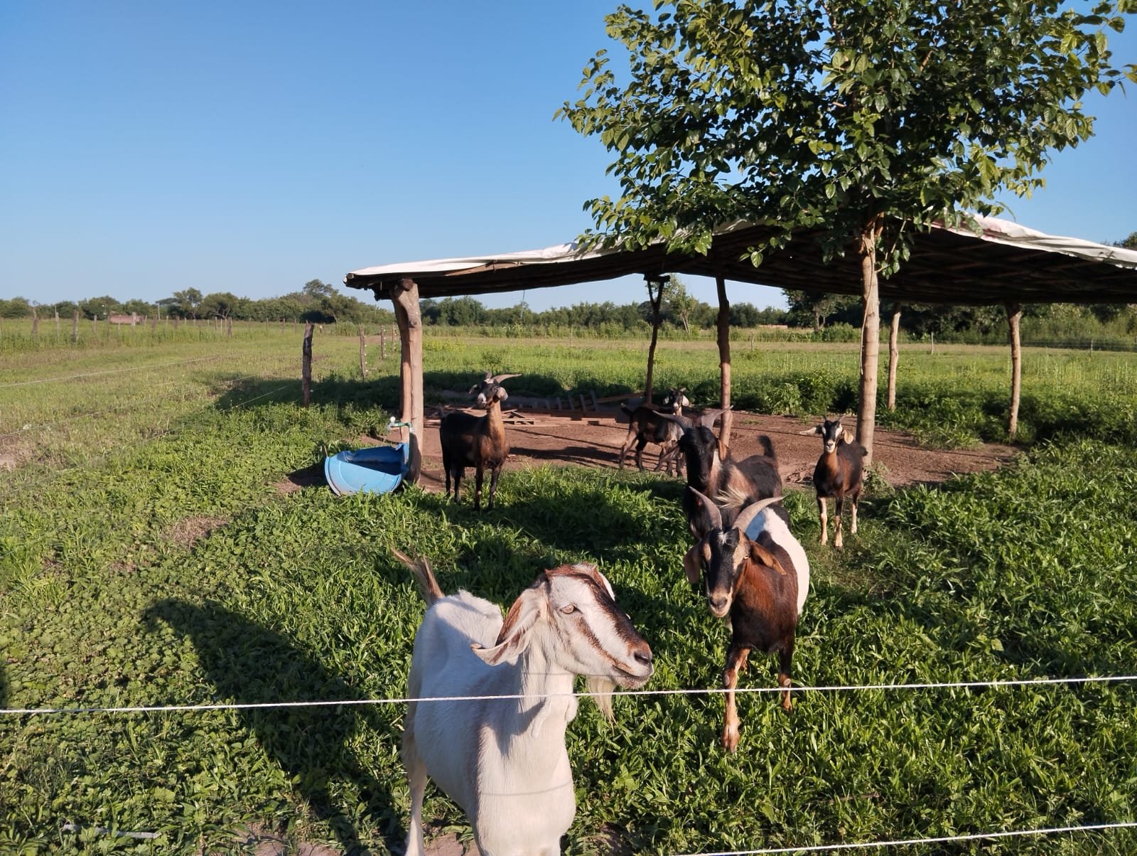 CAMPO EN LEALES - Foto 5